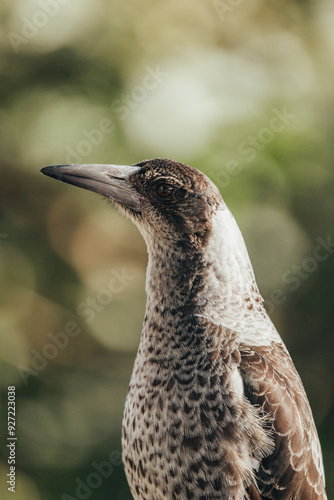 close up of the Australian magpie (Gymnorhina tibicen), immature, with dark irises and less distinct plumage