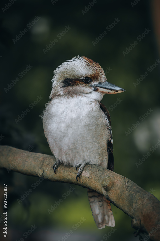The laughing kookaburra (Dacelo novaeguineae) The laughing kookaburra (Dacelo novaeguineae)