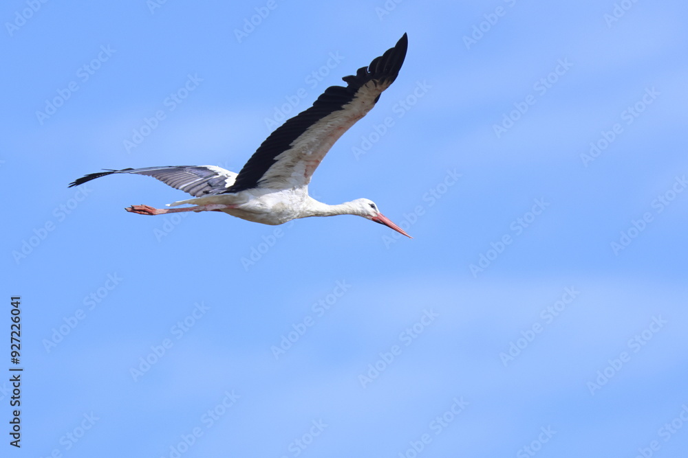 Obraz premium in volo