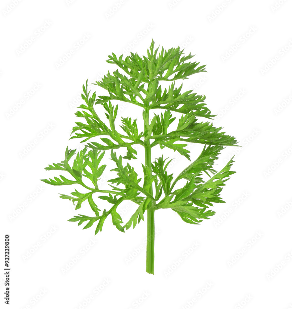 One green carrot twig isolated on white One green carrot twig isolated on white