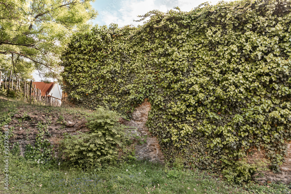 Fortress city wall covered with the ivy in the Vysehrad Prague in Czech Republic Fortress city wall covered with the ivy in the Vysehrad Prague in Czech Republic