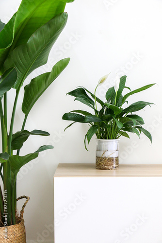 Vertical shot of Peace Lily indoor houseplant (also known as Spathiphyllum wallisii, White Sails, Spathe Flower) and a Giant White Bird of Paradise Plant (Strelitzia nicolai) decorating home interior
