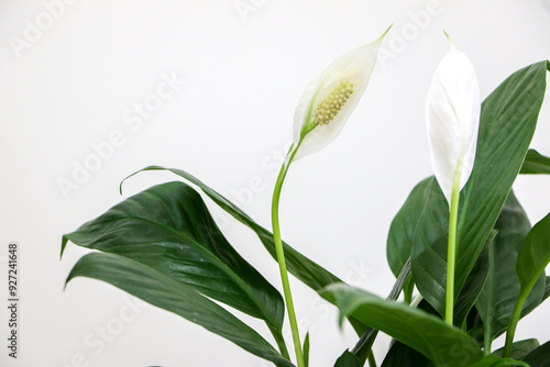 Close up of white flower of a blossoming Peace Lily indoor houseplant (Spathiphyllum wallisii) also known as White Sails or Spathe Flower. Selective focus