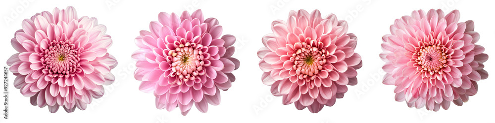 Fototapeta premium set of a Beautiful pink chrysanthemum flower isolated top view. on a transparent background