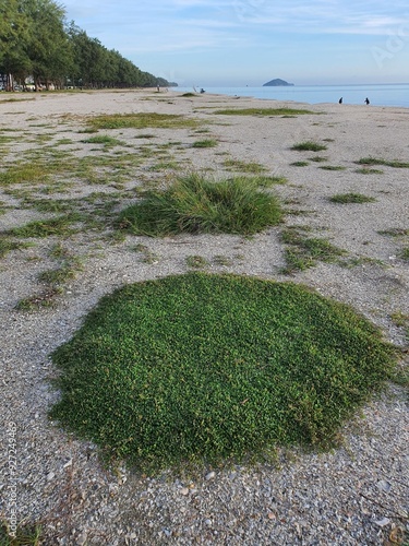 Weeds growing along the seashore, green like grass.