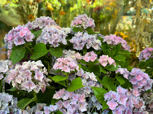 Hydrangea flowers pink violet blossoming bush  photo