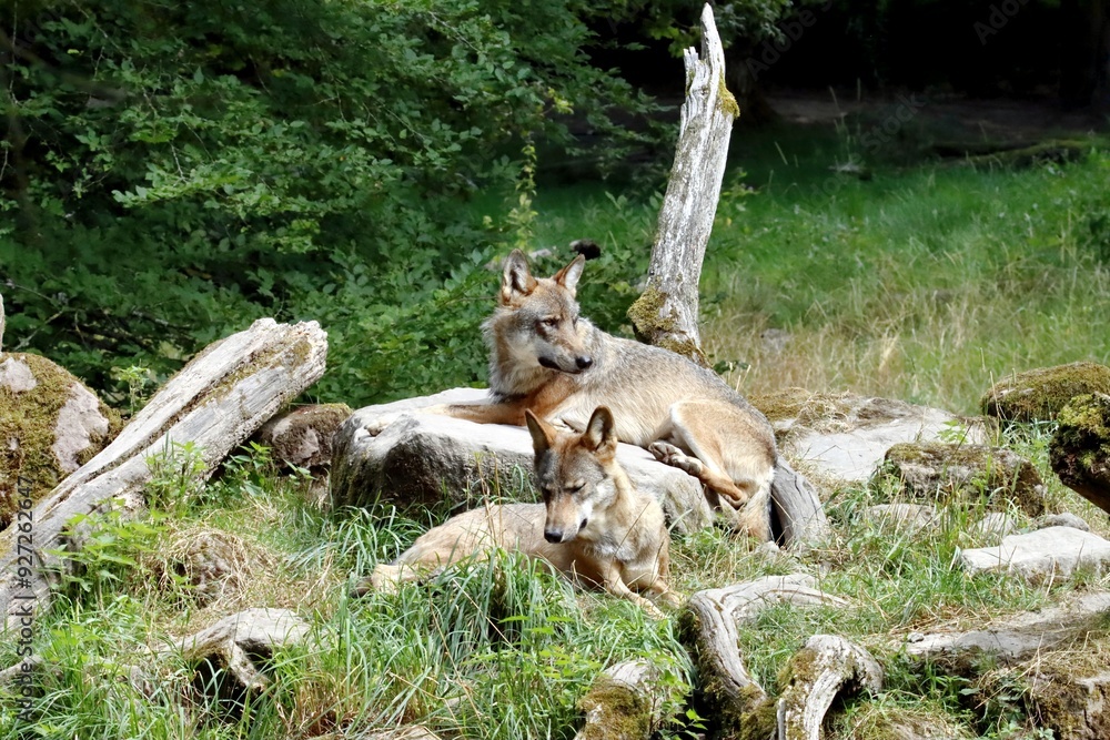 loup loup
