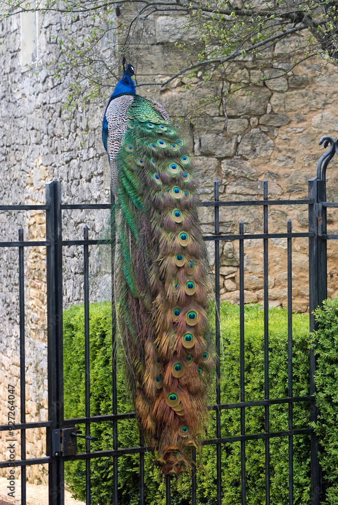 Fototapeta premium Paon bleu,.Pavo cristatus , Indian Peafowl