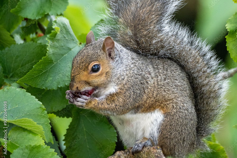 Fototapeta premium A Grey Squirrel sitting in a tree eating berries