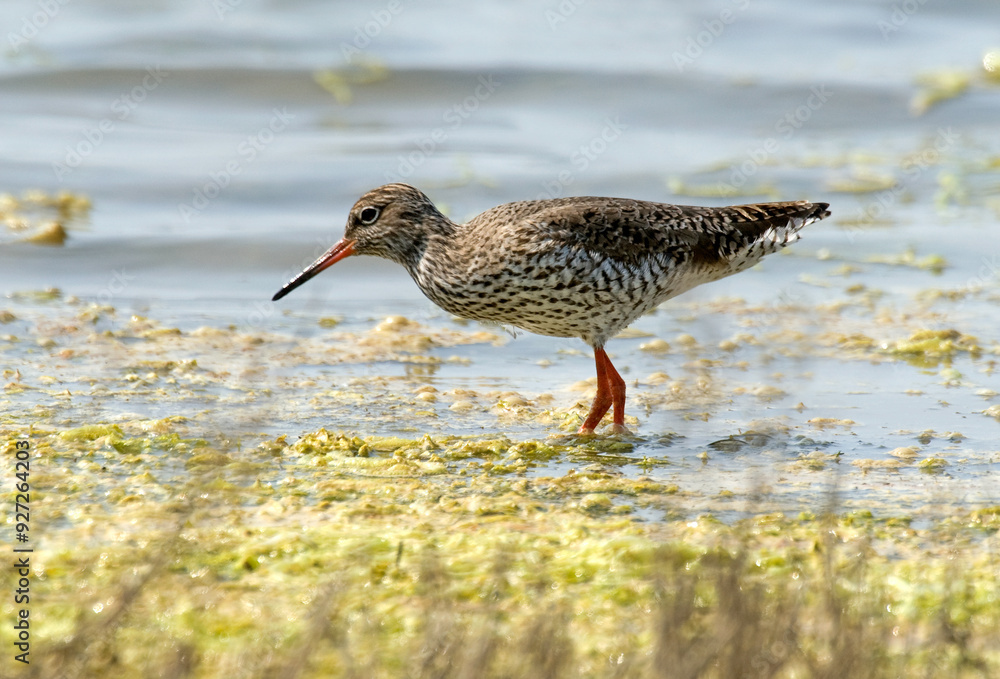 Chevalier gambette,.Tringa totanus, Common Redshank Chevalier gambette,.Tringa totanus, Common Redshank