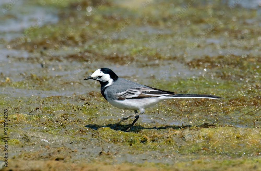 Bergeronnette grise,.Motacilla alba, White Wagtail Bergeronnette grise,.Motacilla alba, White Wagtail