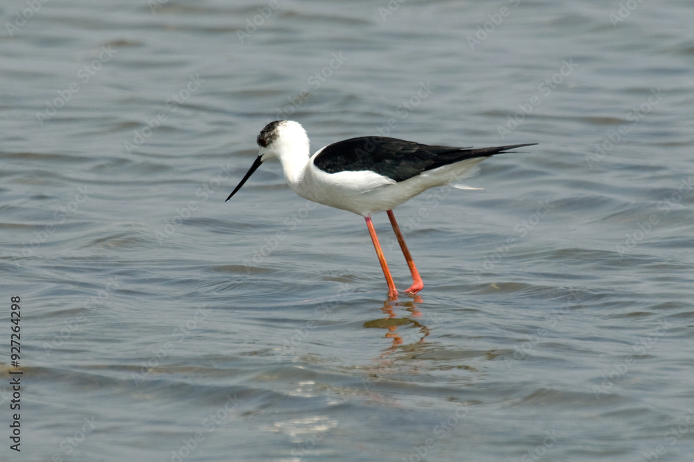 Echasse blanche,.Himantopus himantopus, Black winged Stilt Echasse blanche,.Himantopus himantopus, Black winged Stilt