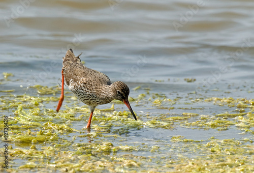 Chevalier gambette,.Tringa totanus, Common Redshank photo