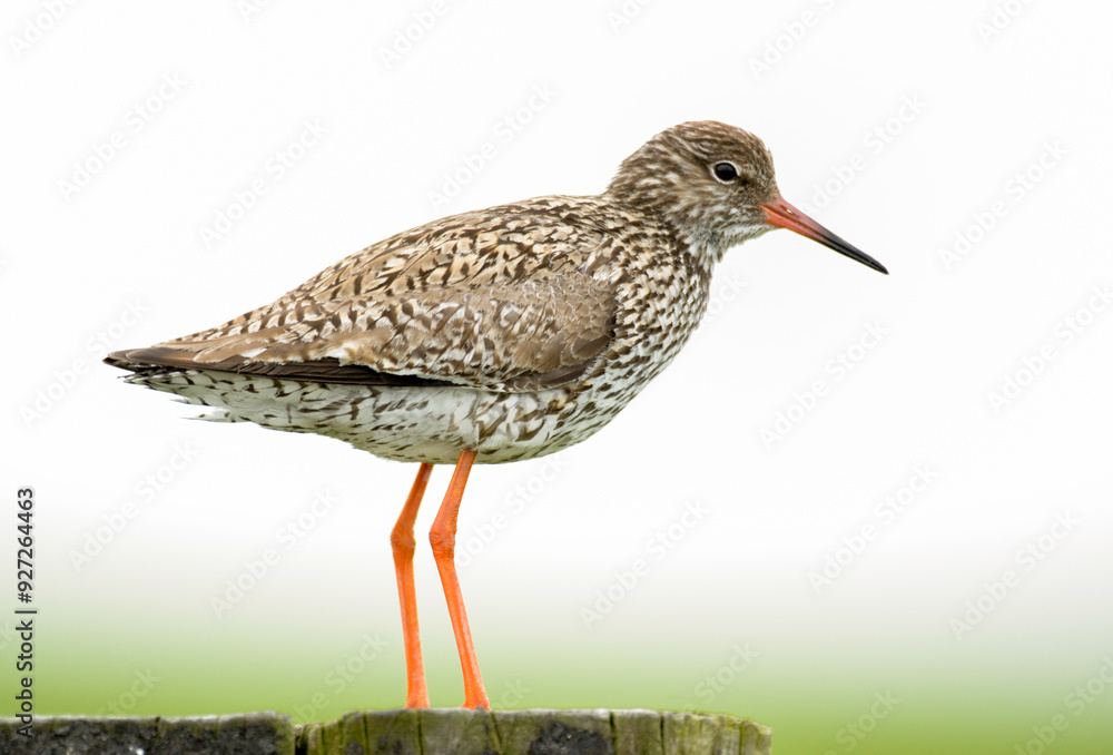 Chevalier gambette,.Tringa totanus, Common Redshank Chevalier gambette,.Tringa totanus, Common Redshank