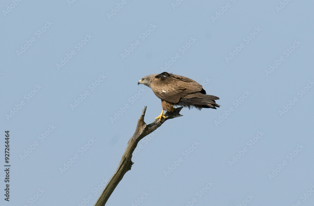 Milan noir, .Milvus migrans, Black Kite Milan noir, .Milvus migrans, Black Kite