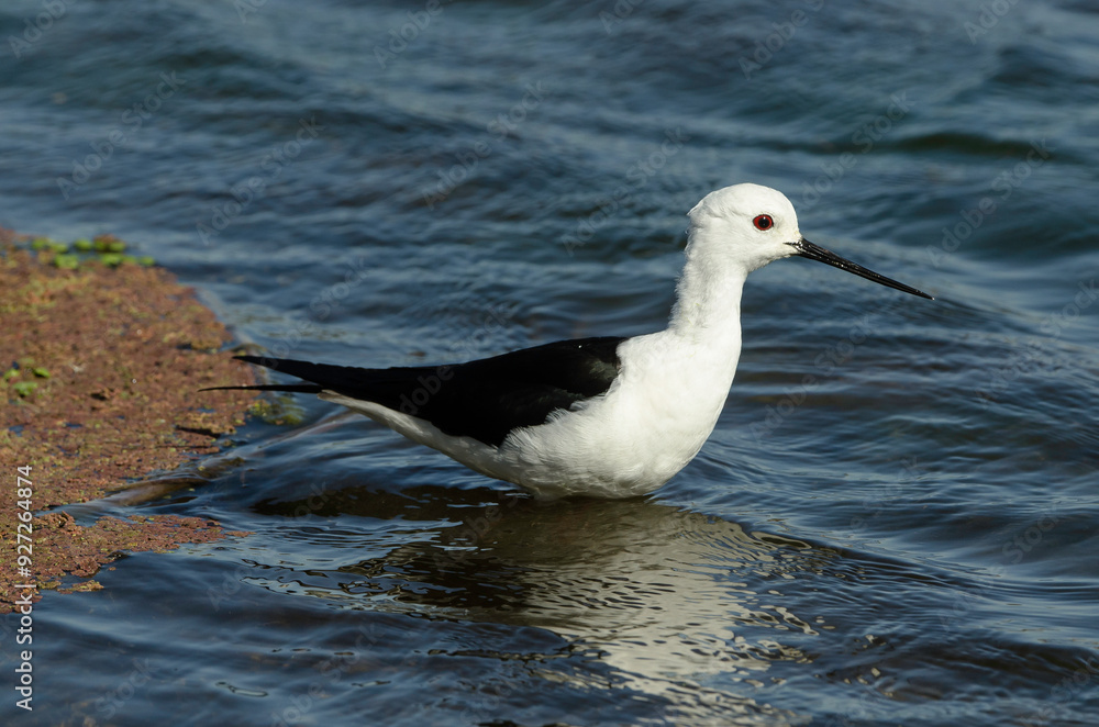 Echasse blanche,.Himantopus himantopus, Black winged Stilt Echasse blanche,.Himantopus himantopus, Black winged Stilt