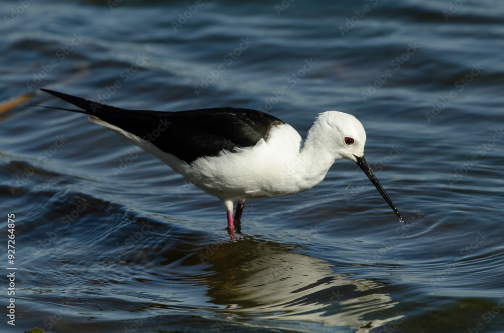 Obraz premium Echasse blanche,.Himantopus himantopus, Black winged Stilt