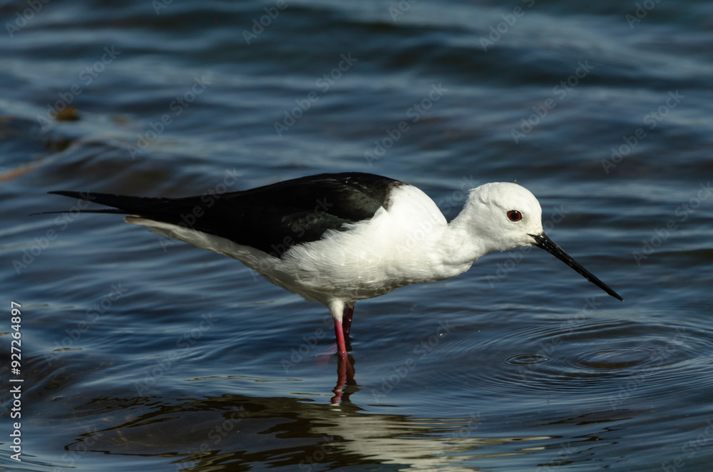 Obraz premium Echasse blanche,.Himantopus himantopus, Black winged Stilt