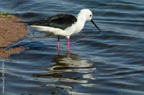 Echasse blanche,.Himantopus himantopus, Black winged Stilt photo