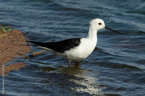 Echasse blanche,.Himantopus himantopus, Black winged Stilt photo