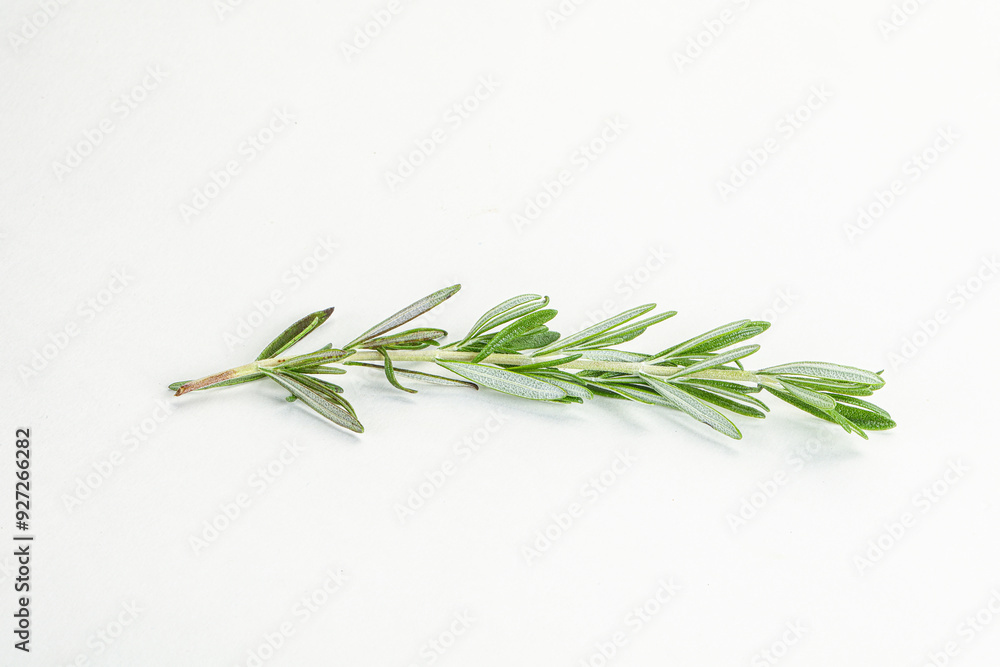 Rosemary branch - organic spicy herb Rosemary branch - organic spicy herb