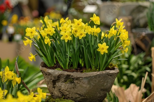 Blooming Narcissus Dwarf Daffodils photo