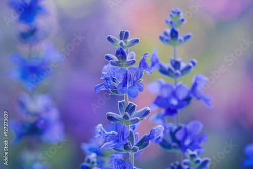 Bog sage Salvia uliginosa blooms in South America photo