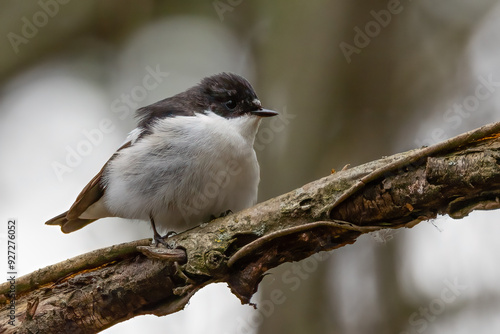 European pied flycatcher photo