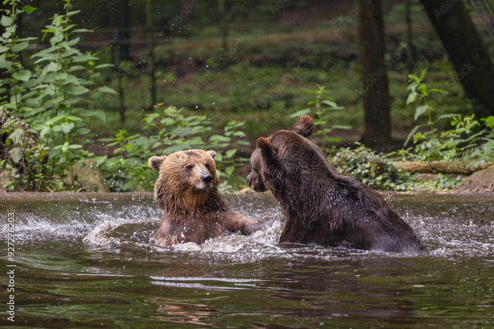 Φωτογραφία Two brown bears are having a lot of fun in the water, enjoying to the fullest