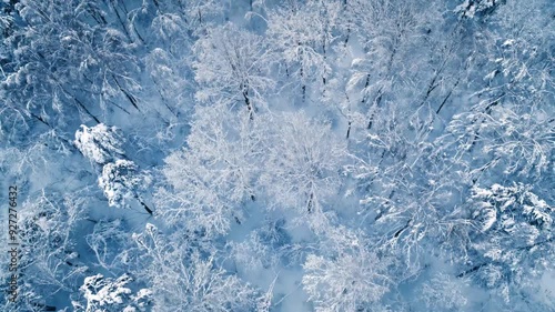 Beautiful snow scene forest in winter. Flying over of pine trees covered with snow.