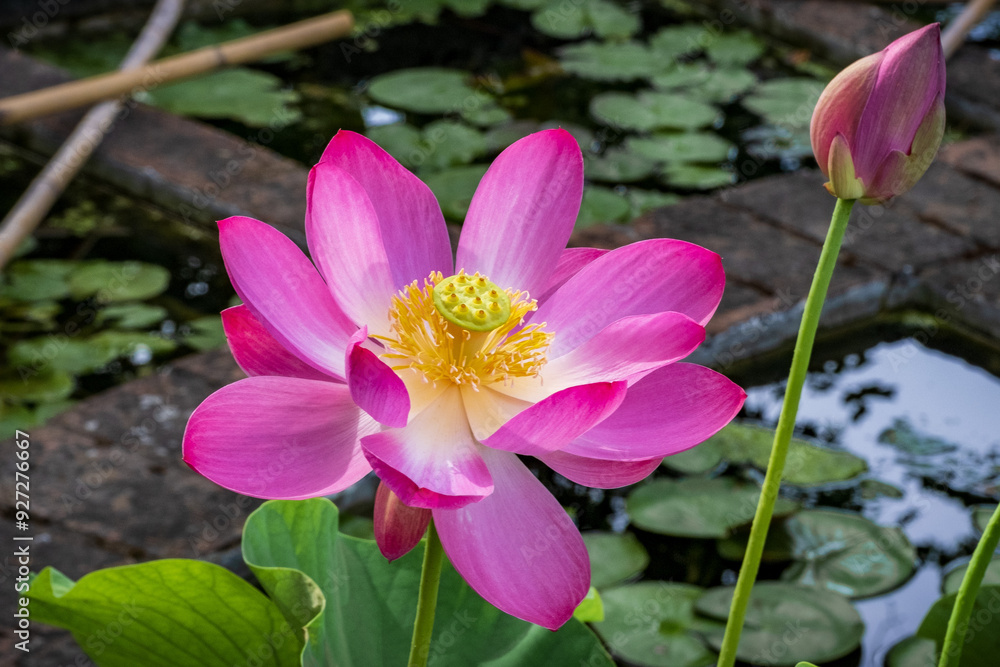Pink lotus flower in aquatic tropical plants pond Pink lotus flower in aquatic tropical plants pond