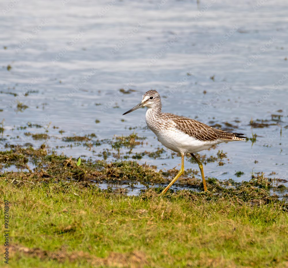 Common Greenshank walking on grass Common Greenshank walking on grass