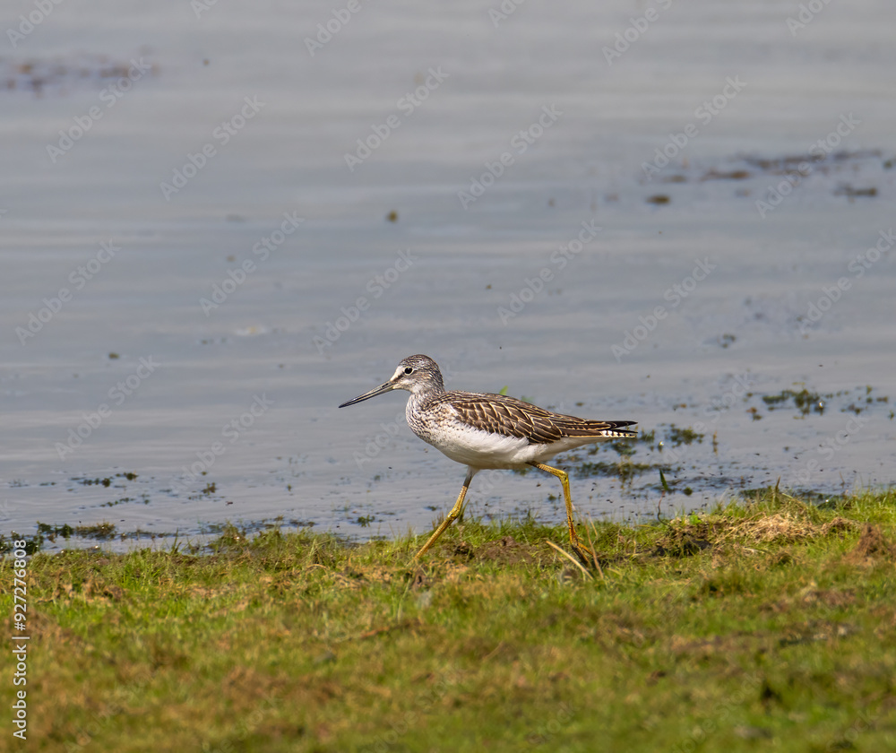 Common greenshank running on the grass Common greenshank running on the grass
