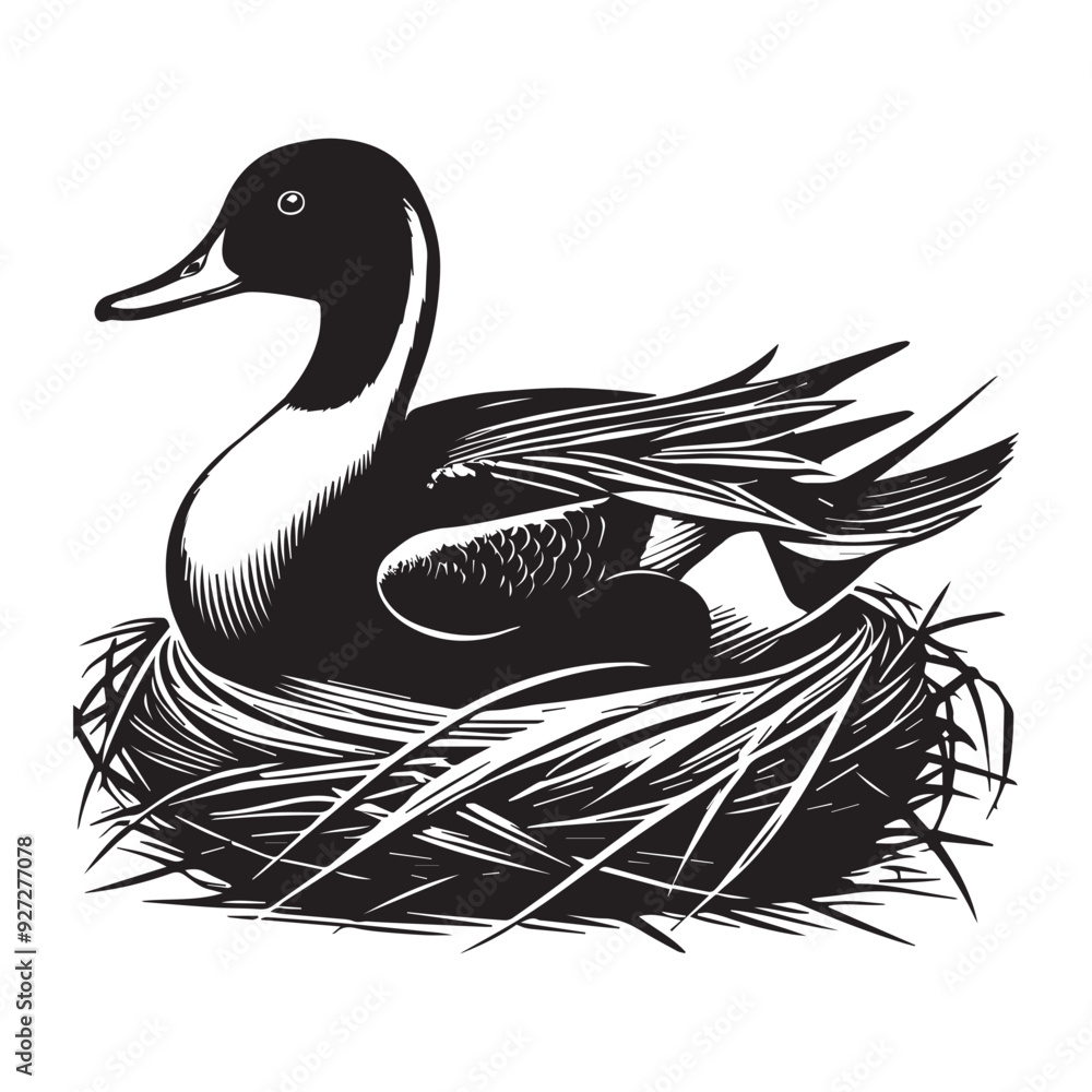 Northern Pintail Silhouette, Wild Duck Clipart, Northern Pintail sitting on nest illustration in black and white Northern Pintail Silhouette, Wild Duck Clipart, Northern Pintail sitting on nest illustration in black and white