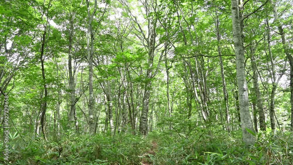 ブナの森 ブナの森