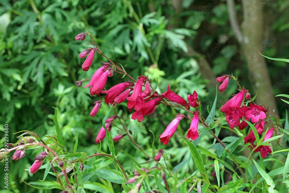 Bellflower Beardtongue blooms, Derbyshire England
Bellflower Beardtongue blooms, Derbyshire England