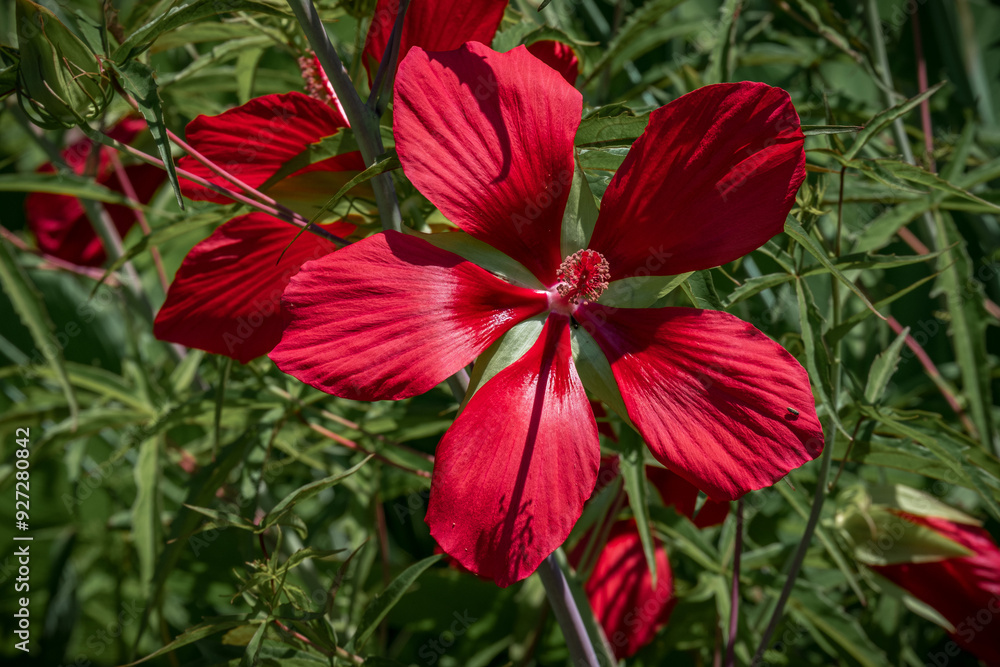 Scarlet Hibiscus Coccineus flower in a botanic garden Scarlet Hibiscus Coccineus flower in a botanic garden