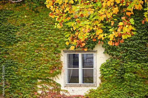 The wall of an old house covered with creeper leafs,autumn season,Vienna