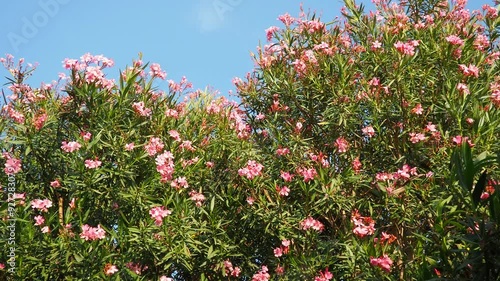 Nerium oleander, rosebay cultivated worldwide in temperate and subtropical areas as an ornamental and landscaping plant. Genus Nerium, Apocynoideae, Apocynaceae. Montenegro, Adriatic, Mediterranean photo