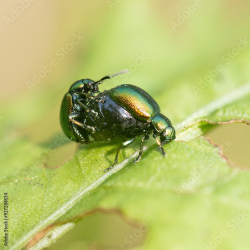 Wallpaper Mural Springtime, shiny black beetles mating, macro closeup in nature. UK. Torontodigital.ca