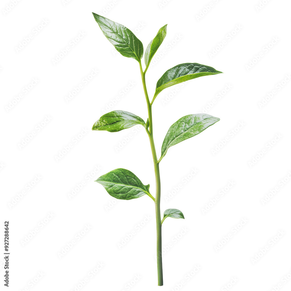PNG Green stem with leaves in bright light PNG Green stem with leaves in bright light