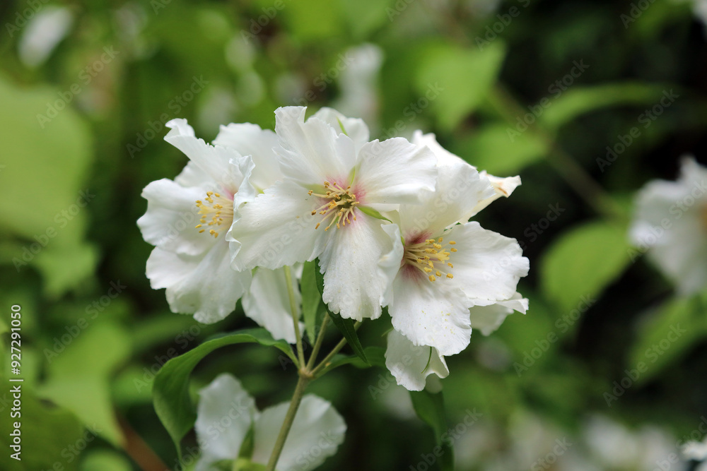 Macro image of Sweet Mock-orange flowers, Derbyshire England
Macro image of Sweet Mock-orange flowers, Derbyshire England