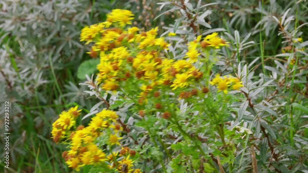 Yellow flowers of ragwort, panoramic view, Jacobaea vulgaris. Closeup shot of blooming yellow ragworts Yellow flowers of ragwort, panoramic view, Jacobaea vulgaris. Closeup shot of blooming yellow ragworts