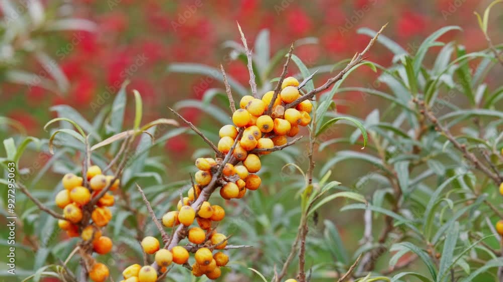 Ripe sea buckthorn berries on a branch, bush with yellow fruits ( Hippophae rhamnoides, Sandthorn, Sallowthorn or Seaberry ), close up Ripe sea buckthorn berries on a branch, bush with yellow fruits ( Hippophae rhamnoides, Sandthorn, Sallowthorn or Seaberry ), close up