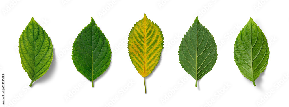 Leaves in various shades of green and yellow illustrate the transition of foliage during the changing seasons Leaves in various shades of green and yellow illustrate the transition of foliage during the changing seasons