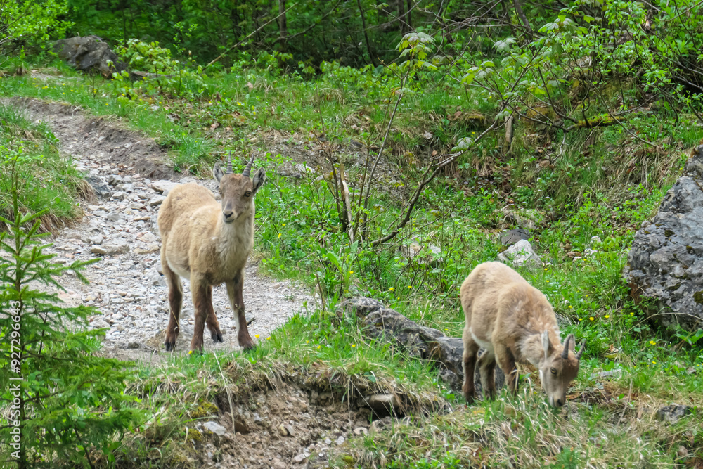 Group of wild young mountain goats Alpine ibex with impressive horns surrounded by dense forest in Schladming, Styria, Austria. Wilderness in Austrian Alps. Animal wildlife in remote natural habitat Group of wild young mountain goats Alpine ibex with impressive horns surrounded by dense forest in Schladming, Styria, Austria. Wilderness in Austrian Alps. Animal wildlife in remote natural habitat