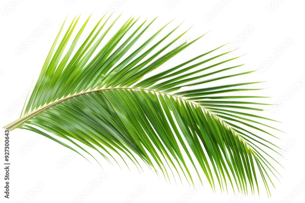 Fototapeta premium Palm Leaf On White. Abstract Coconut Tree Leaf Isolated on White Background