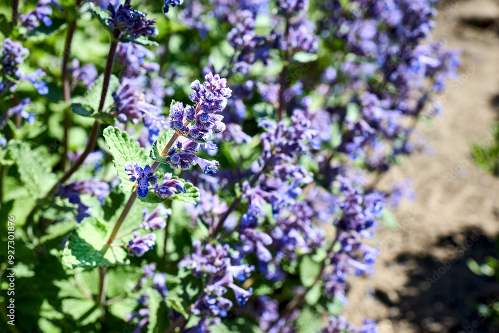 Nepeta grandiflora flowering plant in mint family Lamiaceae native to Caucasus. Nepeta grandiflora - deciduous herbaceous perennial. Also called catnip or catmint. Nepeta grandiflora flowering plant in mint family Lamiaceae native to Caucasus. Nepeta grandiflora - deciduous herbaceous perennial. Also called catnip or catmint.