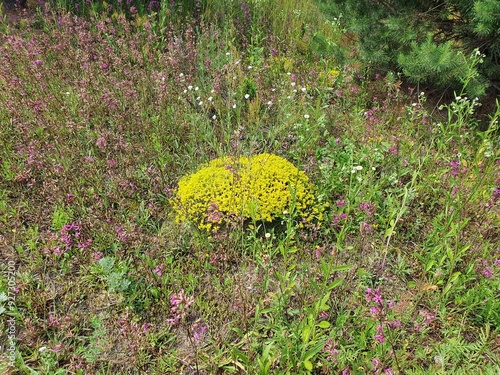 Bright yellow flowers against the background of a forest clearing in the Volga region. High quality photo photo