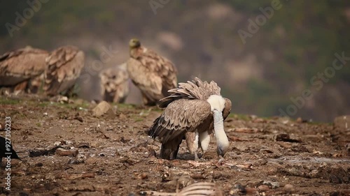 Griffon Vulture they feed on carrion